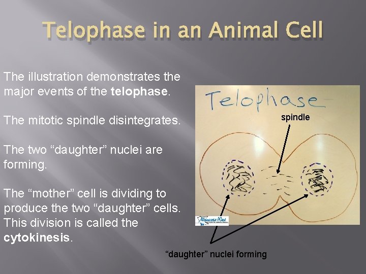 Telophase in an Animal Cell The illustration demonstrates the major events of the telophase.