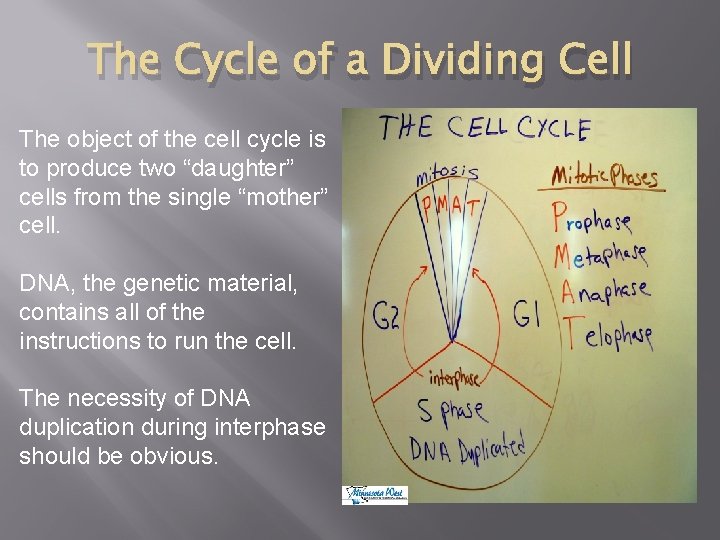 The Cycle of a Dividing Cell The object of the cell cycle is to