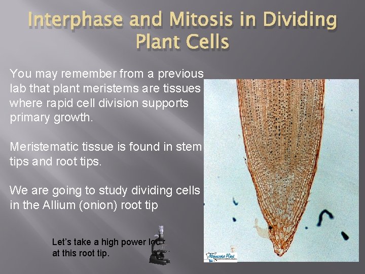 Interphase and Mitosis in Dividing Plant Cells You may remember from a previous lab