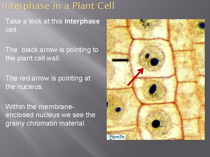 Interphase in a Plant Cell Take a look at this interphase cell. The black