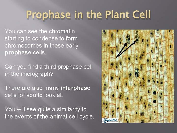 Prophase in the Plant Cell You can see the chromatin starting to condense to