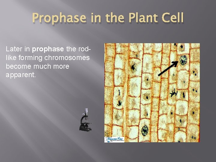 Prophase in the Plant Cell Later in prophase the rodlike forming chromosomes become much