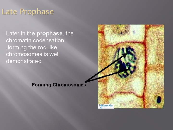 Late Prophase Later in the prophase, the chromatin codensation , forming the rod-like chromosomes