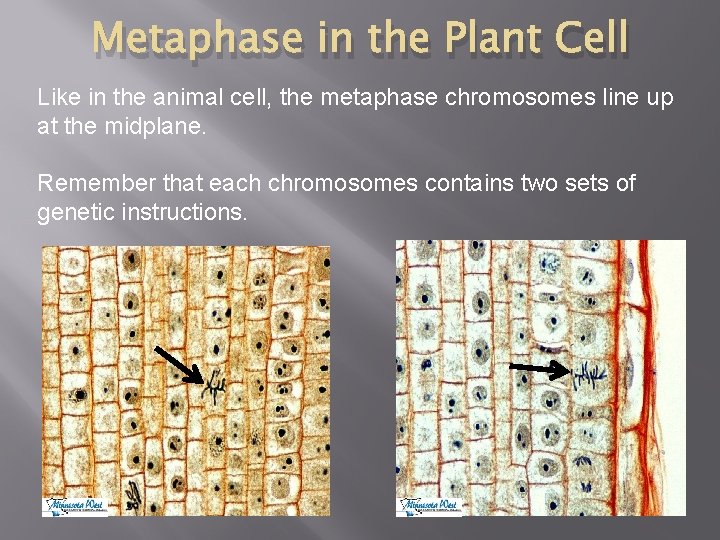 Metaphase in the Plant Cell Like in the animal cell, the metaphase chromosomes line