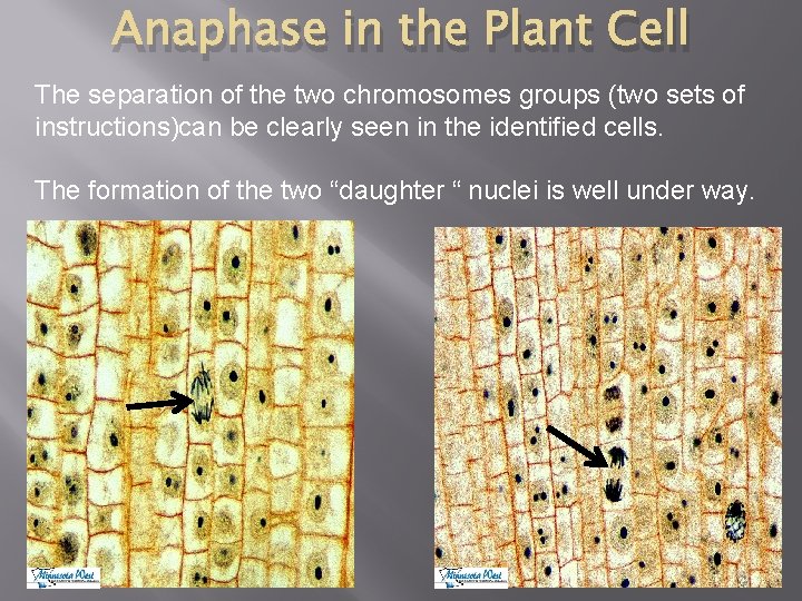 Anaphase in the Plant Cell The separation of the two chromosomes groups (two sets