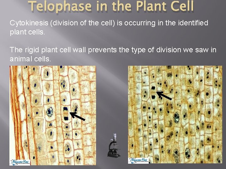 Telophase in the Plant Cell Cytokinesis (division of the cell) is occurring in the