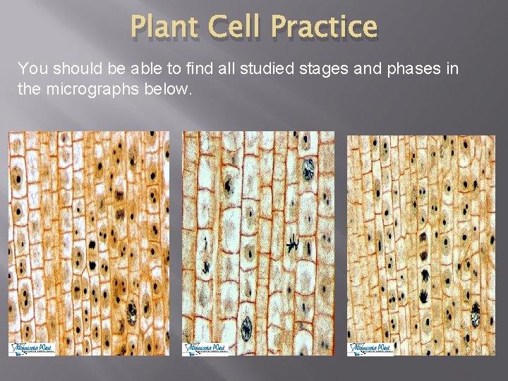 Plant Cell Practice You should be able to find all studied stages and phases