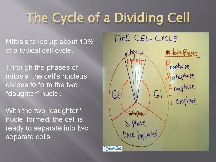 The Cycle of a Dividing Cell Mitosis takes up about 10% of a typical