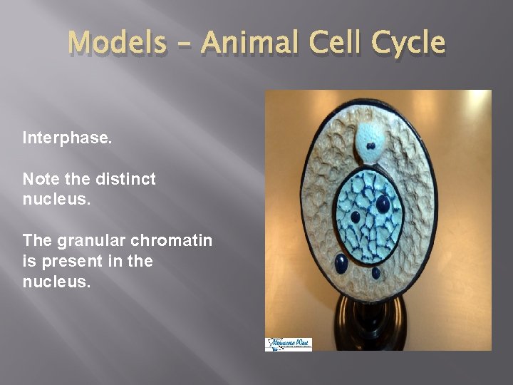 Models – Animal Cell Cycle Interphase. Note the distinct nucleus. The granular chromatin is
