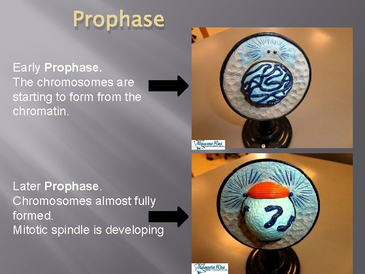 Prophase Early Prophase. The chromosomes are starting to form from the chromatin. Later Prophase.