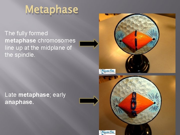 Metaphase The fully formed metaphase chromosomes line up at the midplane of the spindle.