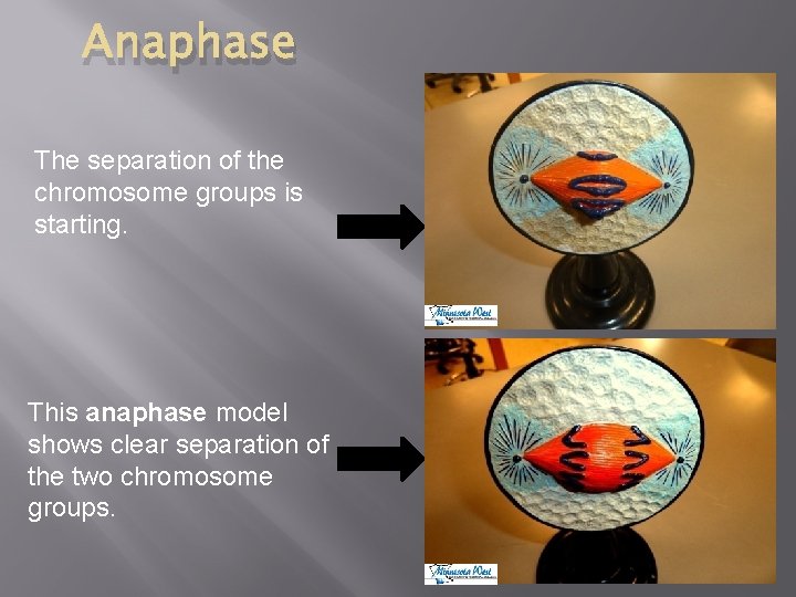 Anaphase The separation of the chromosome groups is starting. This anaphase model shows clear