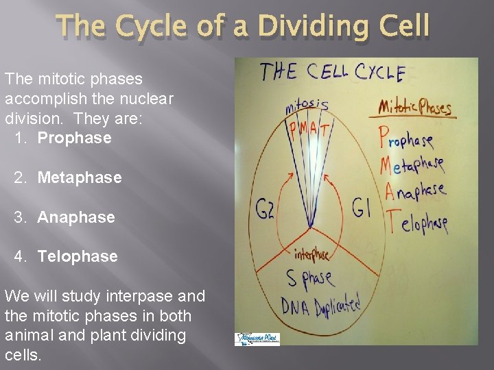 The Cycle of a Dividing Cell The mitotic phases accomplish the nuclear division. They