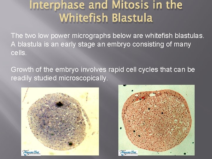Interphase and Mitosis in the Whitefish Blastula The two low power micrographs below are