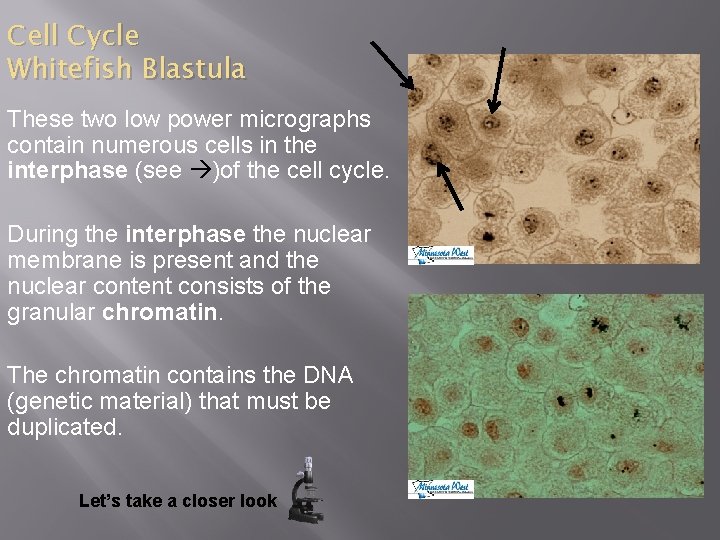 Cell Cycle Whitefish Blastula These two low power micrographs contain numerous cells in the