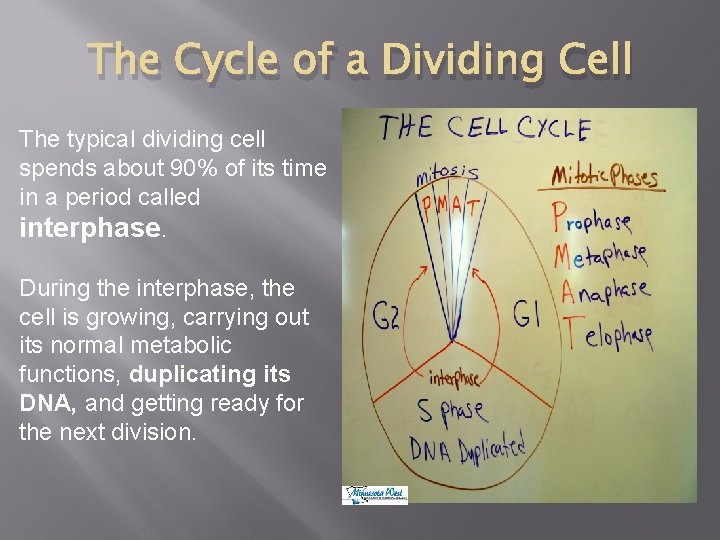 The Cycle of a Dividing Cell The typical dividing cell spends about 90% of