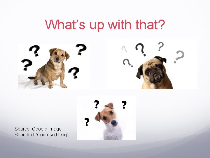 What’s up with that? Source: Google Image Search of ‘Confused Dog’ 