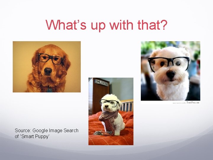 What’s up with that? Source: Google Image Search of ‘Smart Puppy’ 