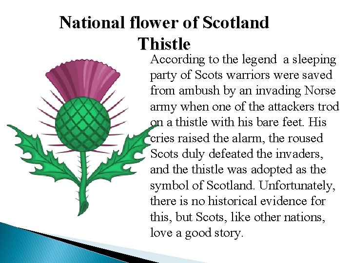 National flower of Scotland Thistle According to the legend a sleeping party of Scots National flower of Scotland Thistle According to the legend a sleeping party of Scots