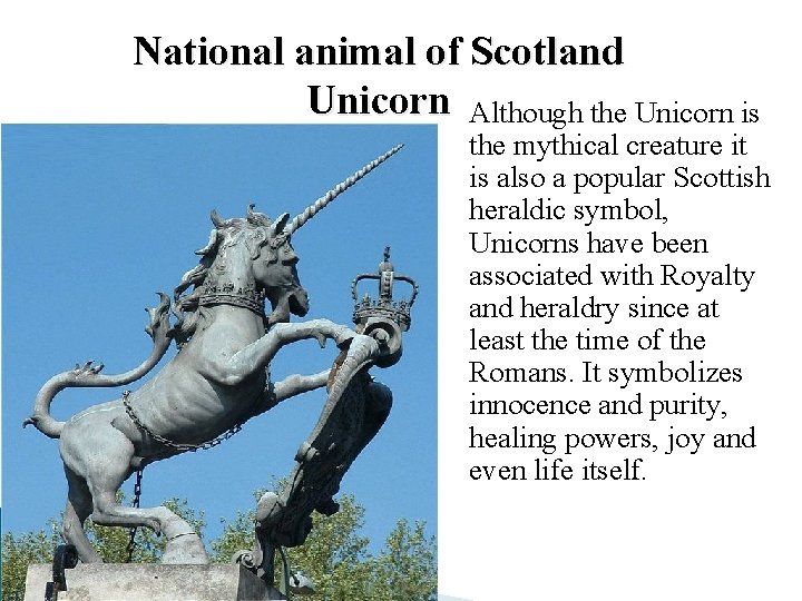 National animal of Scotland Unicorn Although the Unicorn is the mythical creature it is National animal of Scotland Unicorn Although the Unicorn is the mythical creature it is