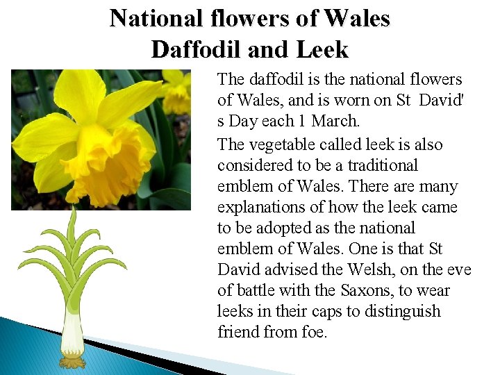 National flowers of Wales Daffodil and Leek The daffodil is the national flowers of National flowers of Wales Daffodil and Leek The daffodil is the national flowers of