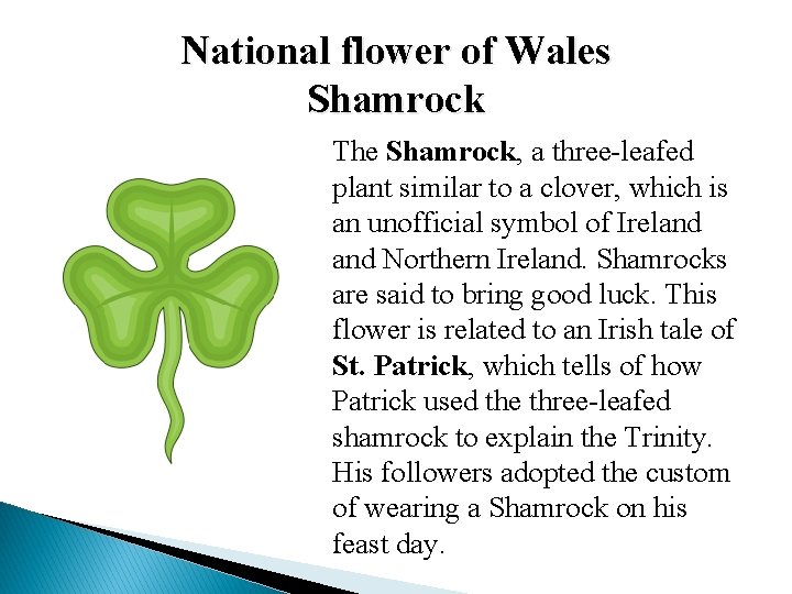 National flower of Wales Shamrock The Shamrock, a three-leafed plant similar to a clover, National flower of Wales Shamrock The Shamrock, a three-leafed plant similar to a clover,