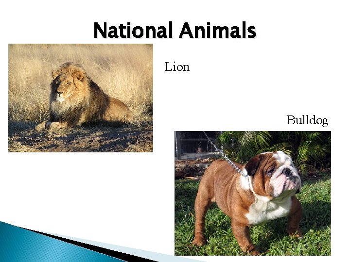 National Animals Lion Bulldog National Animals Lion Bulldog