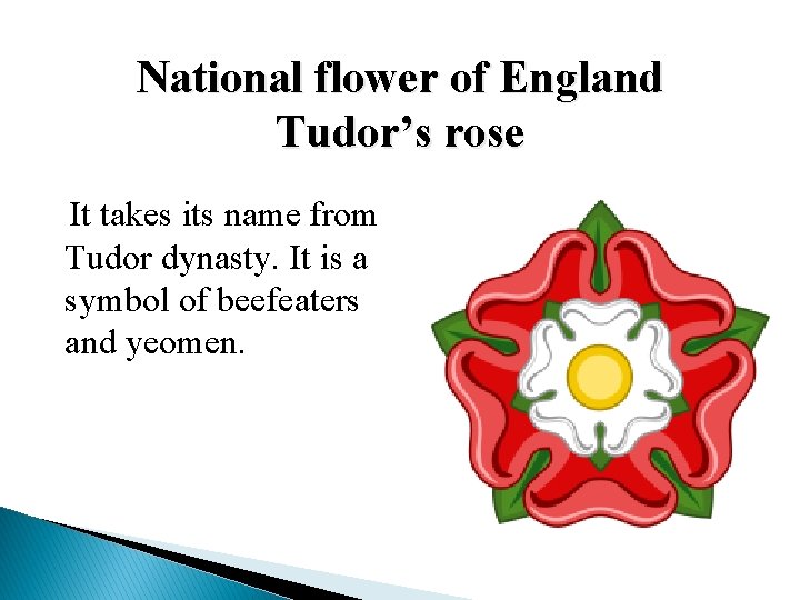 National flower of England Tudor’s rose It takes its name from Tudor dynasty. It National flower of England Tudor’s rose It takes its name from Tudor dynasty. It