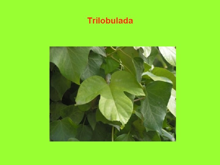 Trilobulada 