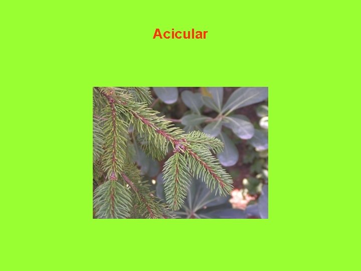 Acicular 