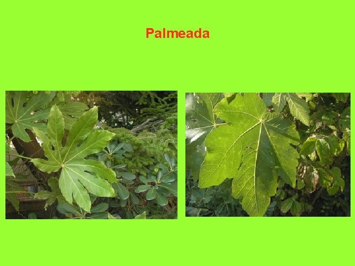 Palmeada 