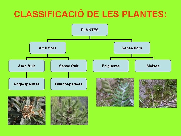 CLASSIFICACIÓ DE LES PLANTES: PLANTES Amb flors Sense flors Amb fruit Sense fruit Angiospermes