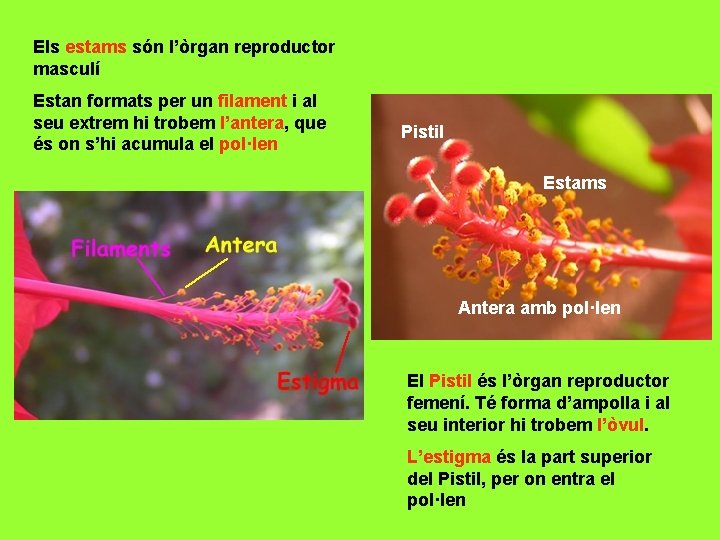 Els estams són l’òrgan reproductor masculí Estan formats per un filament i al seu