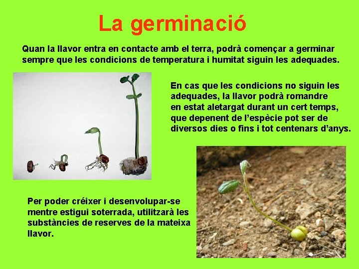 La germinació Quan la llavor entra en contacte amb el terra, podrà començar a