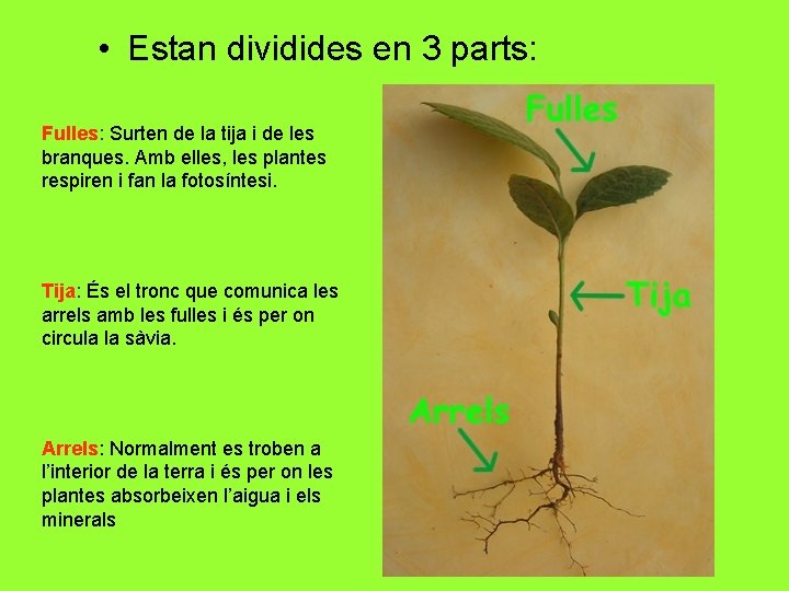  • Estan dividides en 3 parts: Fulles: Surten de la tija i de