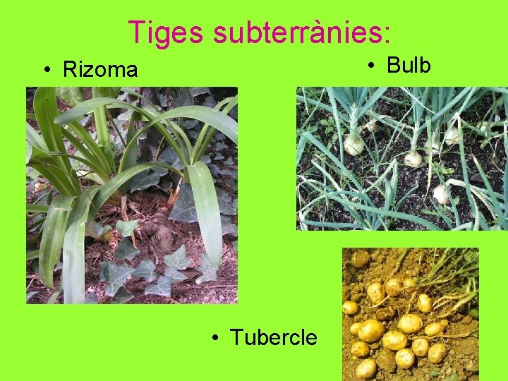 Tiges subterrànies: • Bulb • Rizoma • Tubercle 