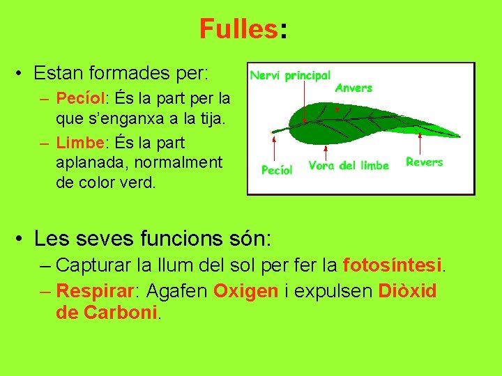 Fulles: • Estan formades per: – Pecíol: És la part per la que s’enganxa