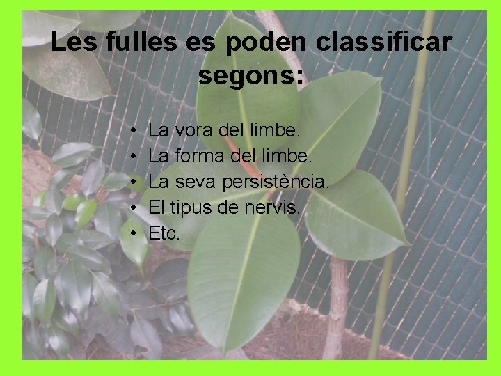 Les fulles es poden classificar segons: • • • La vora del limbe. La