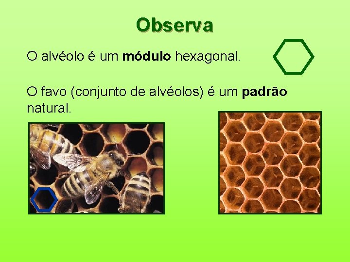 Observa O alvéolo é um módulo hexagonal. O favo (conjunto de alvéolos) é um