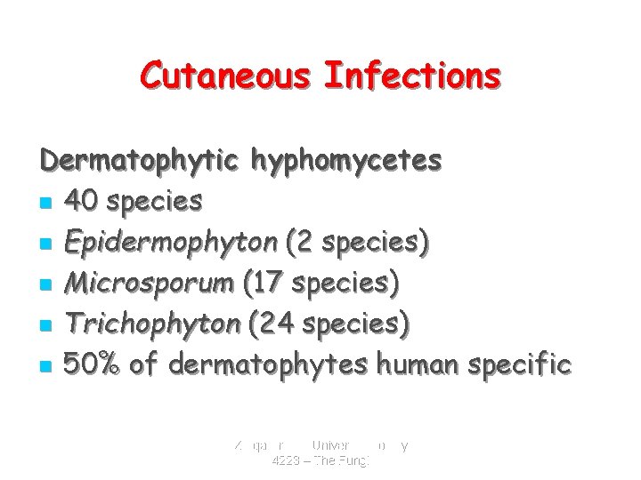 Cutaneous Infections Dermatophytic hyphomycetes n 40 species n Epidermophyton (2 species) n Microsporum (17