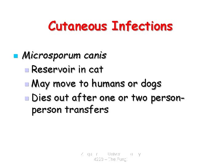 Cutaneous Infections n Microsporum canis n Reservoir in cat n May move to humans