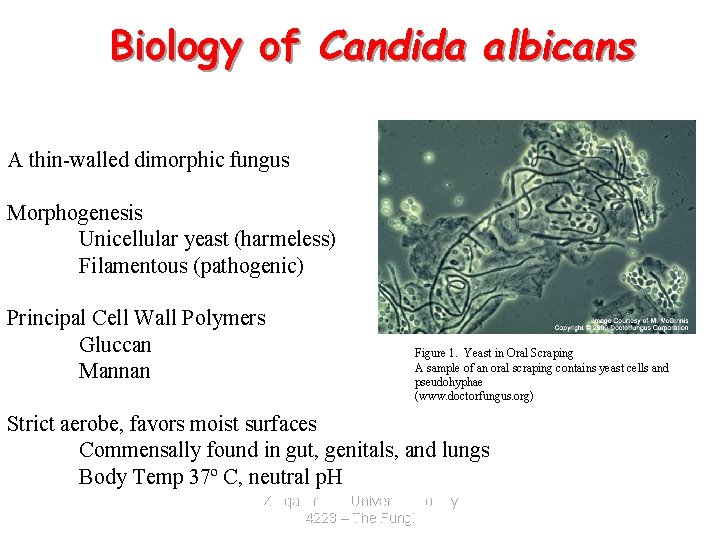 Biology of Candida albicans Commensal Pathogen A thin-walled dimorphic fungus Morphogenesis Unicellular yeast (harmeless)