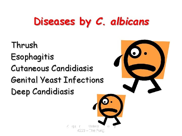 Diseases by C. albicans Thrush Esophagitis Cutaneous Candidiasis Genital Yeast Infections Deep Candidiasis Zarqa