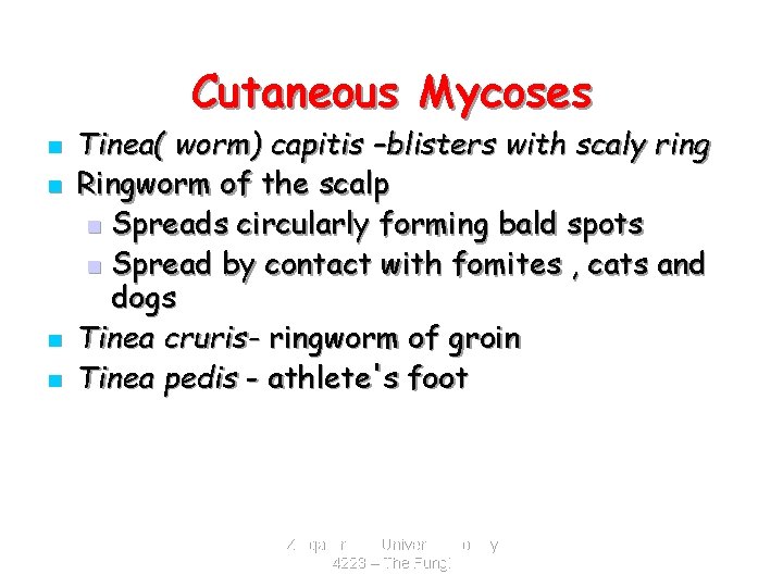 Cutaneous Mycoses n n Tinea( worm) capitis –blisters with scaly ring Ringworm of the