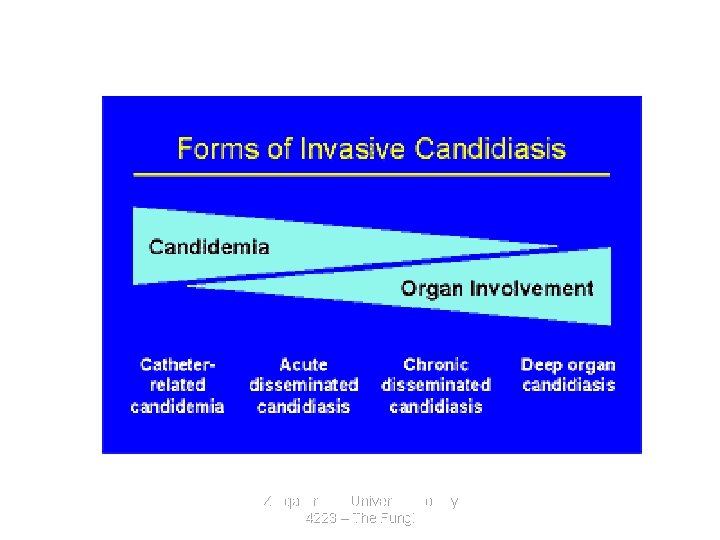 Deep Candidiasis Figure 1. Four forms of invasive candidiasis (www. doctorfungus. org) Zarqa Private