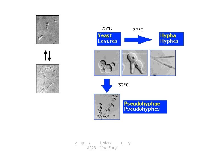 MORPHOGENESIS Figure 1. Morphogenesis in C. albicans is a pivotal virulence factor that allows