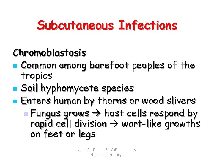 Subcutaneous Infections Chromoblastosis n Common among barefoot peoples of the tropics n Soil hyphomycete