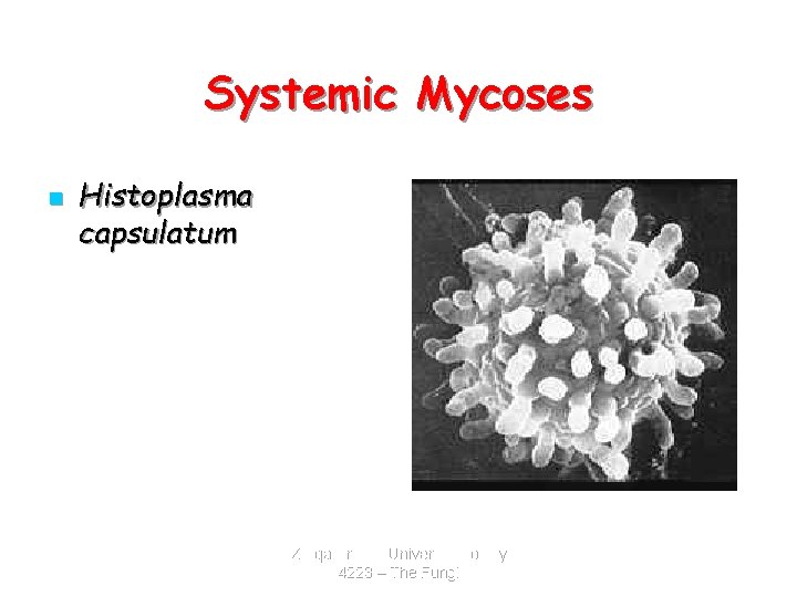 Systemic Mycoses n Histoplasma capsulatum Zarqa Private University. Biology 4223 – The Fungi 