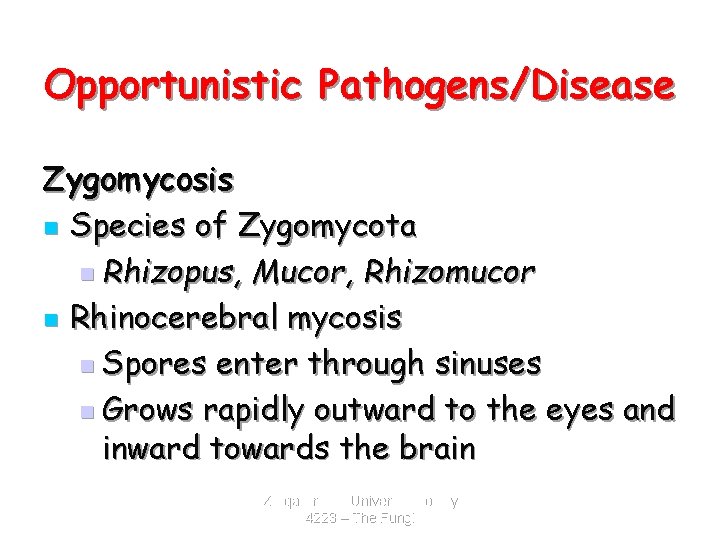 Opportunistic Pathogens/Disease Zygomycosis n Species of Zygomycota n Rhizopus, Mucor, Rhizomucor n Rhinocerebral mycosis
