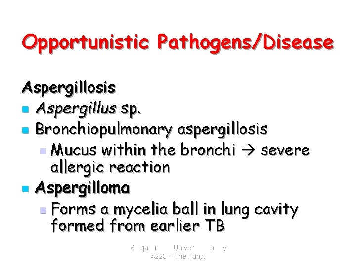 Opportunistic Pathogens/Disease Aspergillosis n Aspergillus sp. n Bronchiopulmonary aspergillosis n Mucus within the bronchi